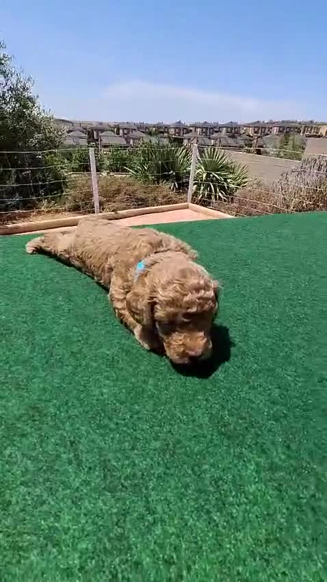 Caniche Toy perros en venta: Caniches toy machos - Video 3
