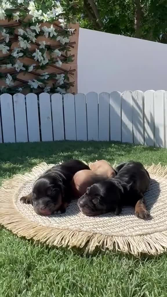 Cocker Spaniel Inglés perros en venta: COCKER SPANIEL INGLES HEMBRAS - Video 2