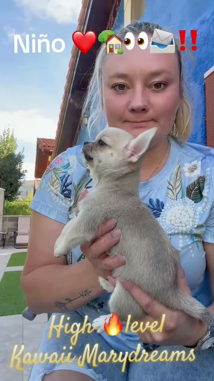 Chihuahua perros en venta: Excelente macho chihuahua rojo - Video 1