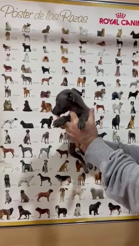 Pequeño Lebrel Italiano perros en venta: Piccolo lebrel italiano galgo  - Video 3
