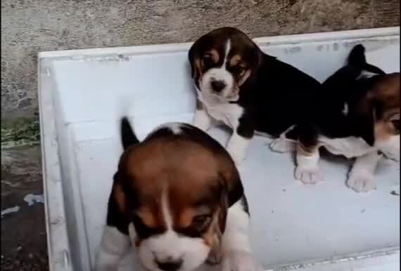 Beagle perros en venta: Beagle  - Video 1