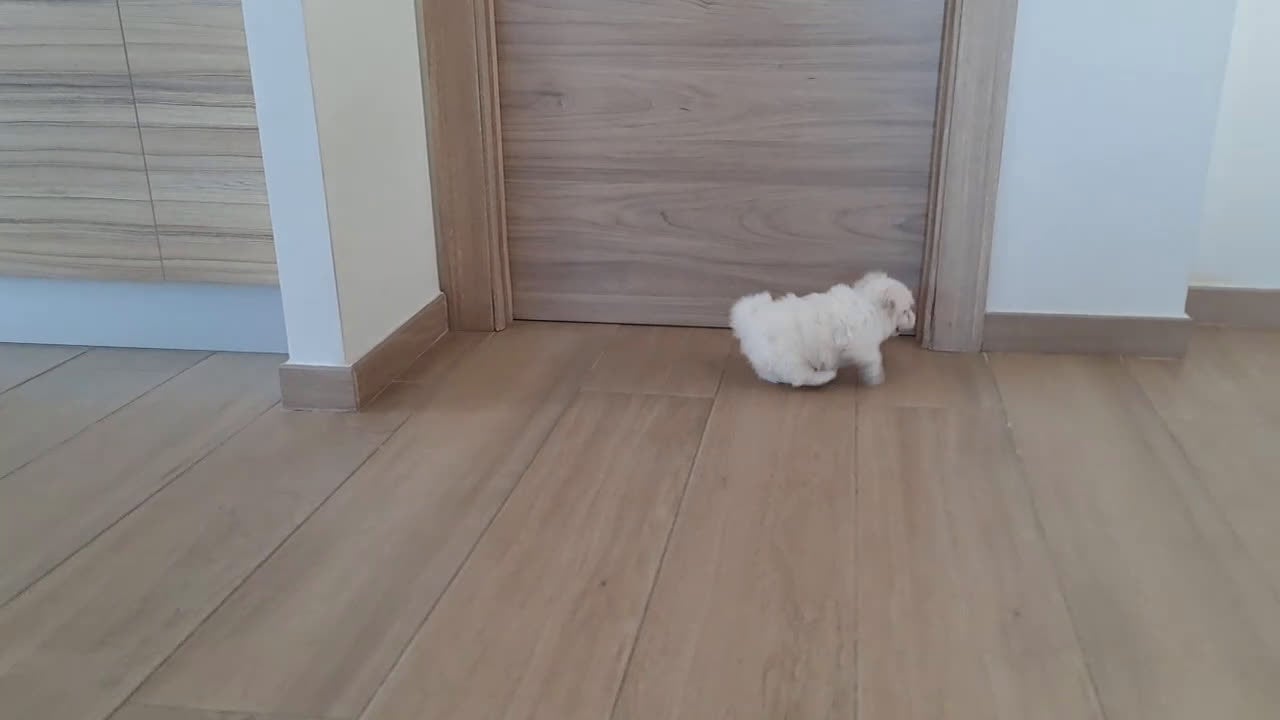 Bichón Maltés perros en venta: Cachorrita de Bichon Maltes  - Video 1