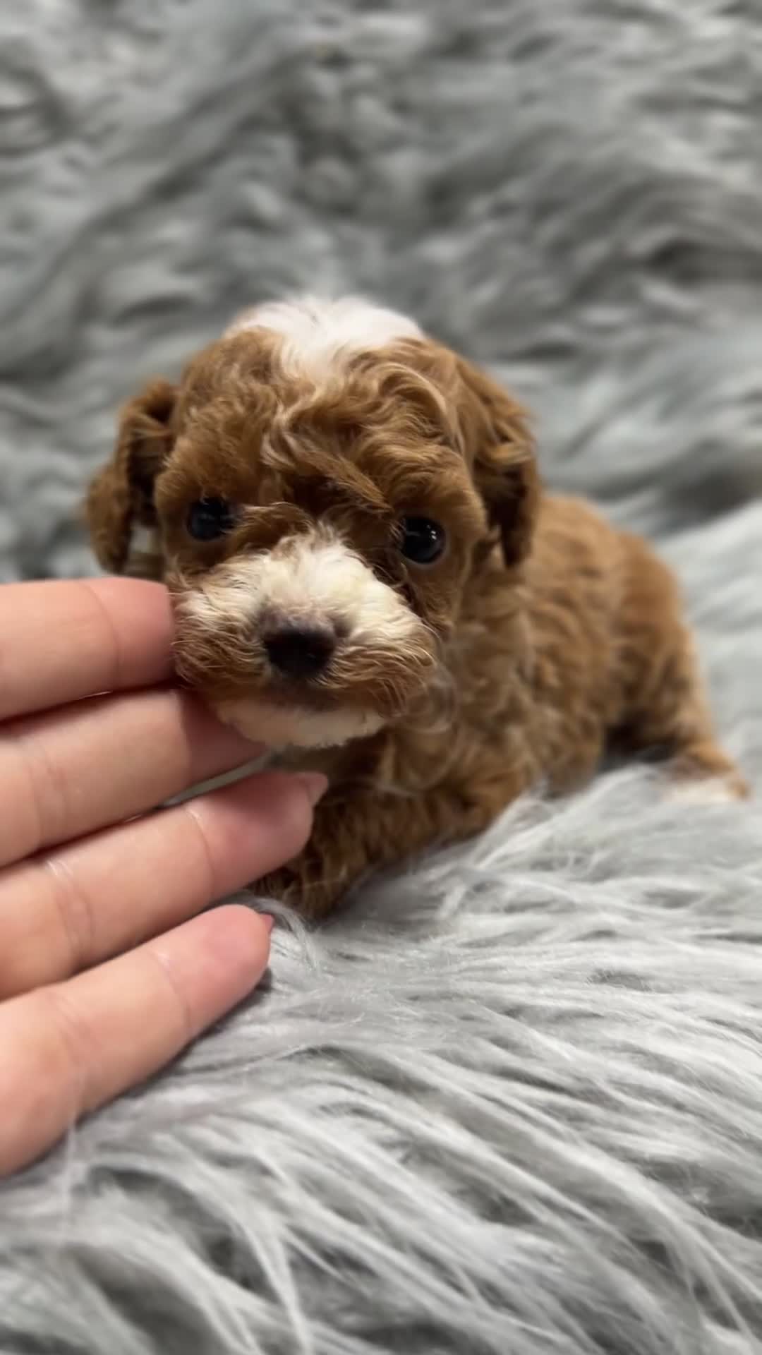 Maltipoo perros en venta: Maltipoo Microtoy  - Video 1