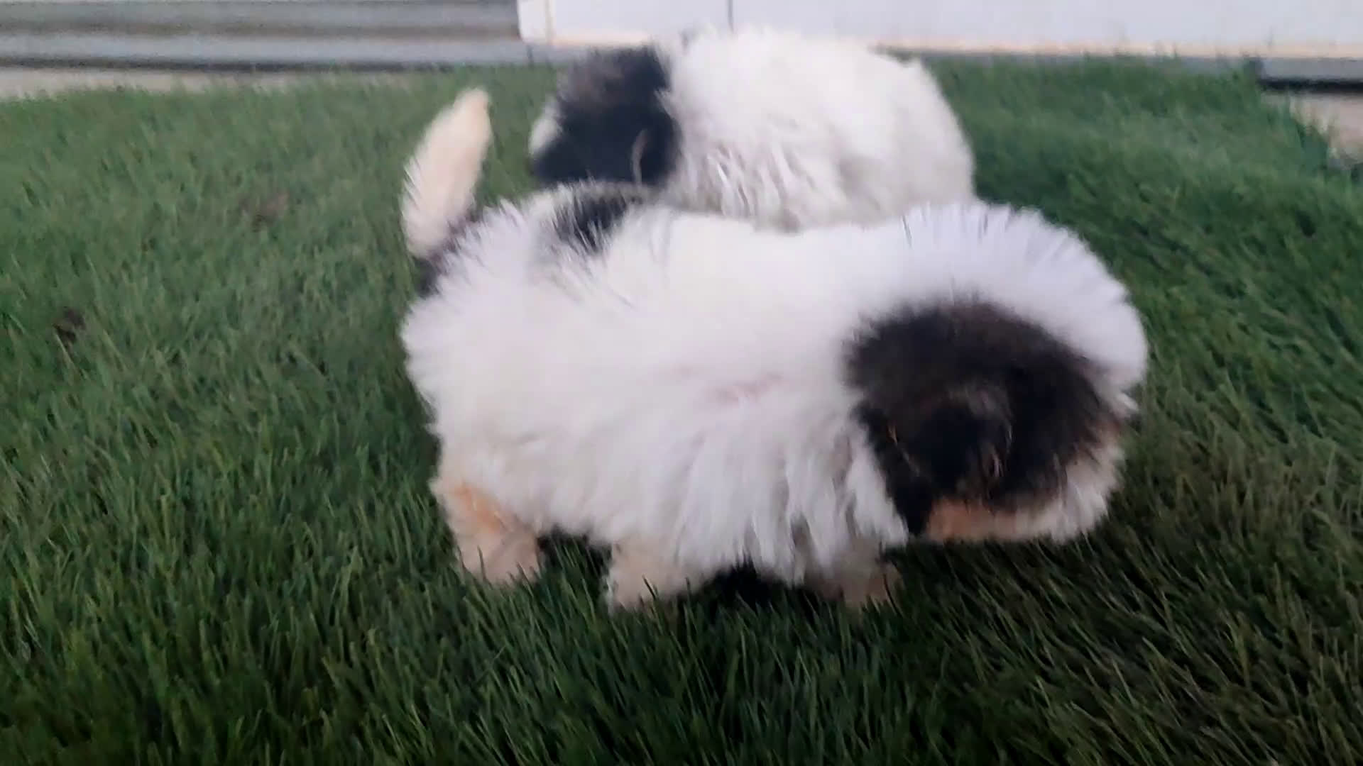 Raza Mixta perros en venta: Espectacular Cachorra malvi - Video 1