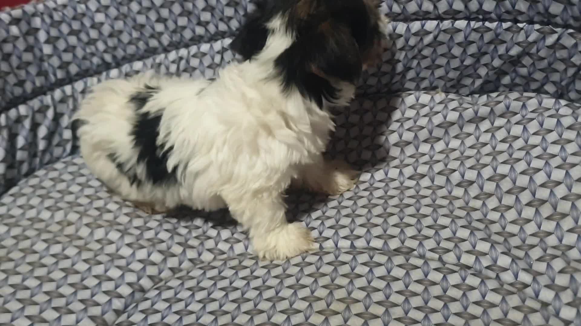Biewer Yorkshire Terrier a la Pom Pon perros en venta: Biewer con pedigree excelente - Video 3