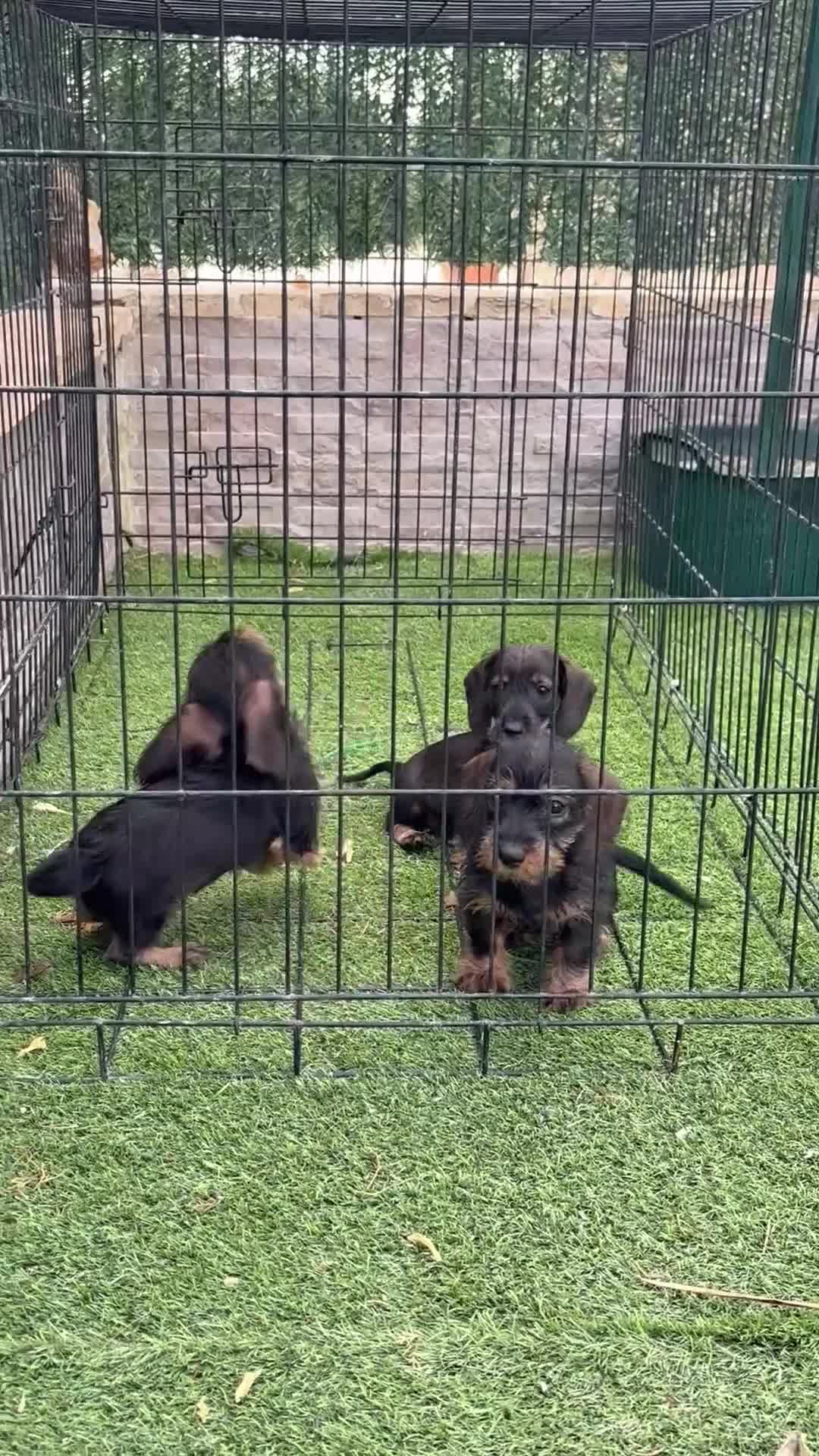Teckel Miniatura perros en venta: Cachorros teckel mini pelo duro  - Video 1