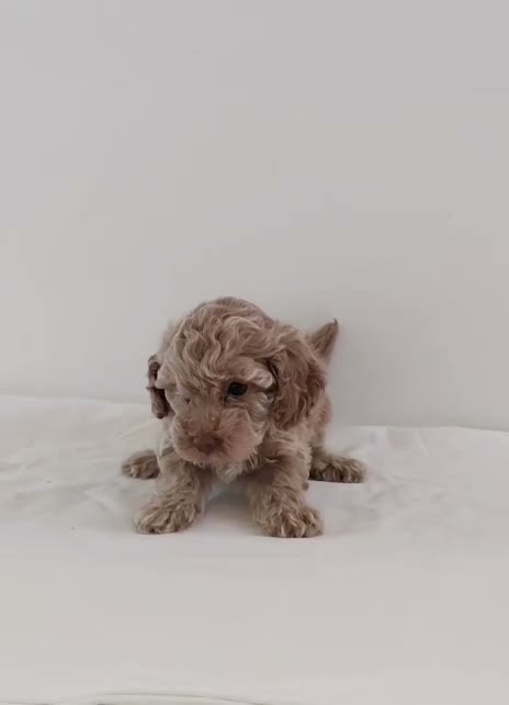 Caniche Toy perros en venta: caniche toy - Video 3