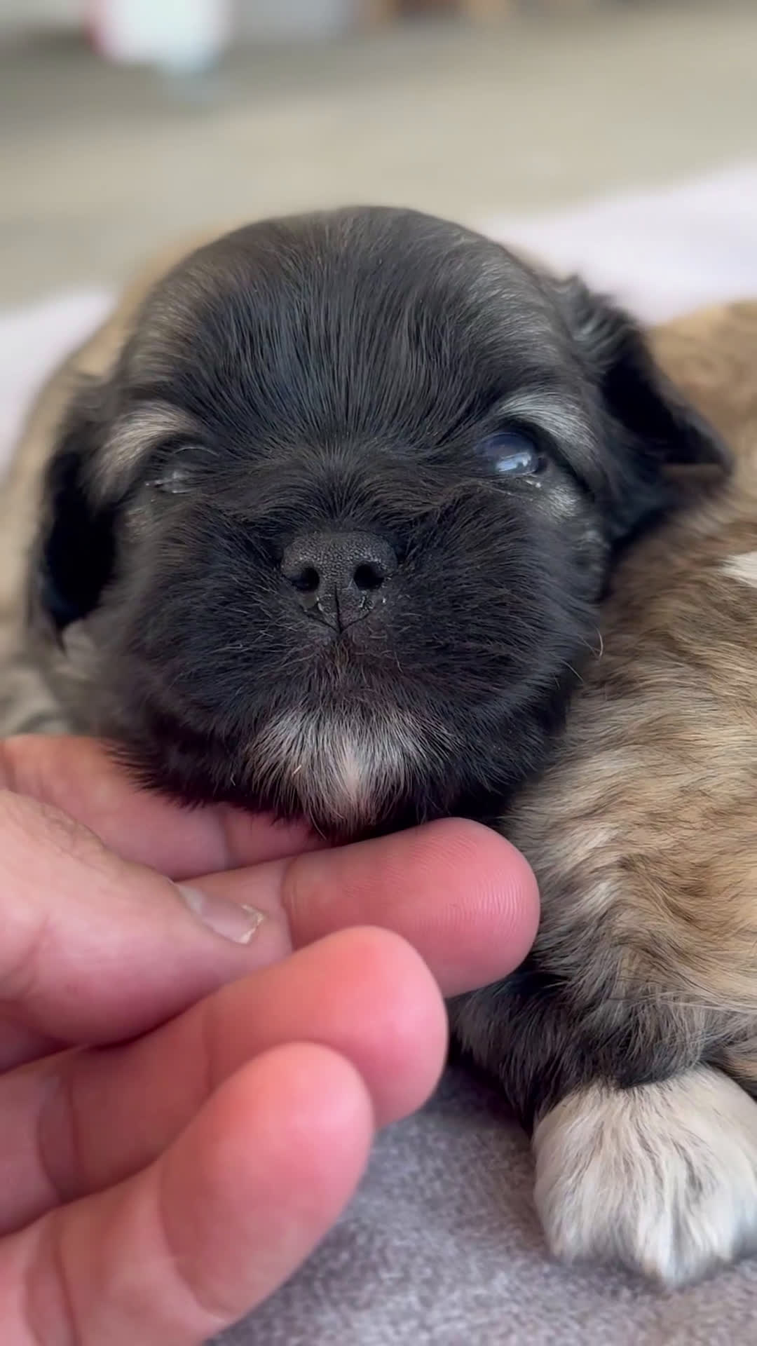 Maltipoo perros en venta: 🌸 Lotus, Maxi y Bone – en sus primeros días🐾 - Video 1