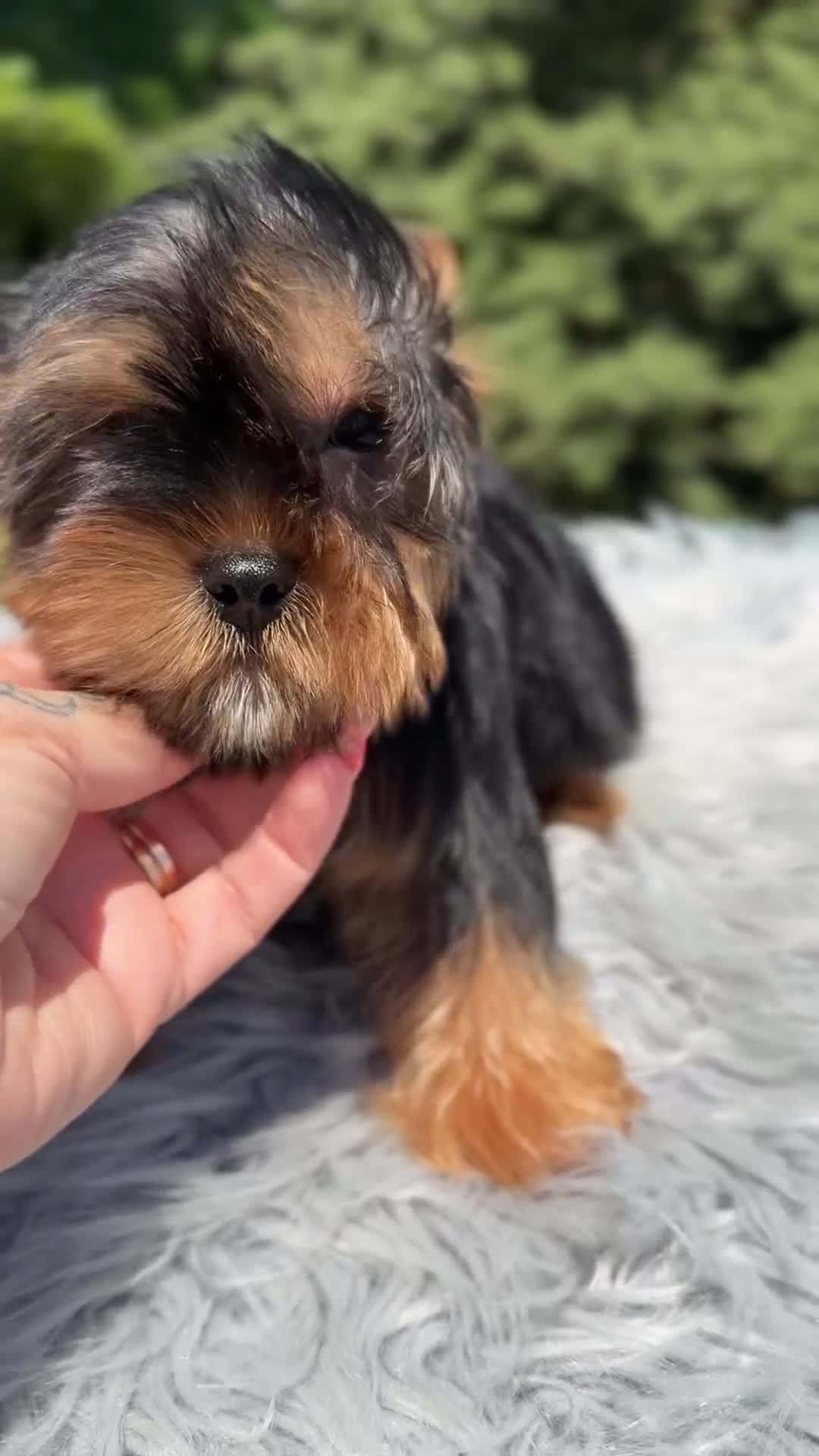 Yorkshire Terrier perros en venta: Yorki Toy  - Video 1
