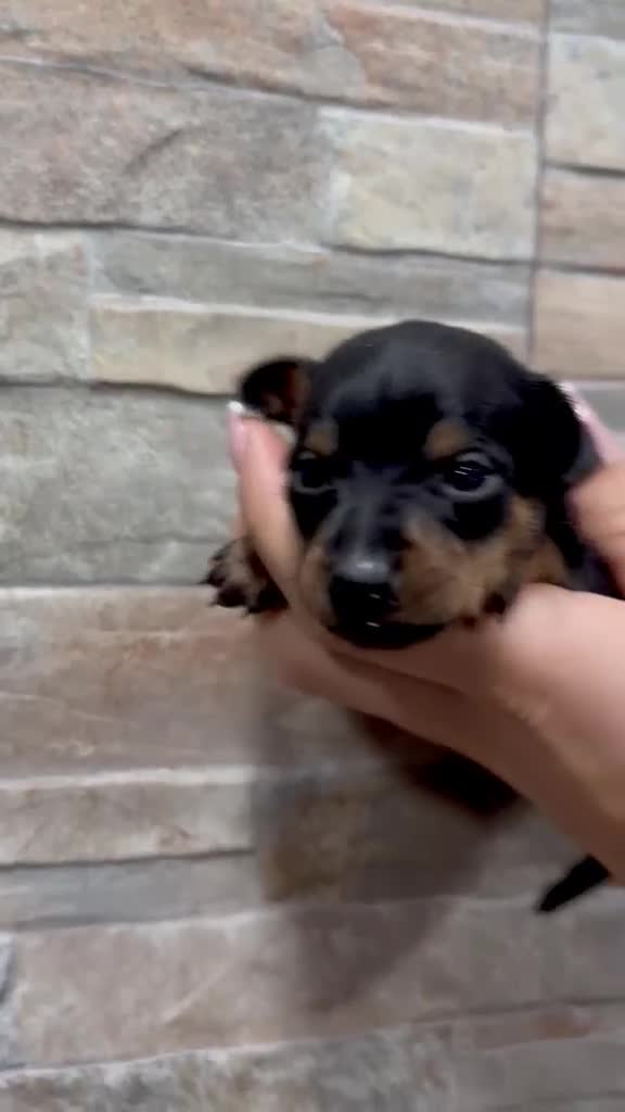 Ratón de Praga perros en venta: Raton de Praga - Video 2