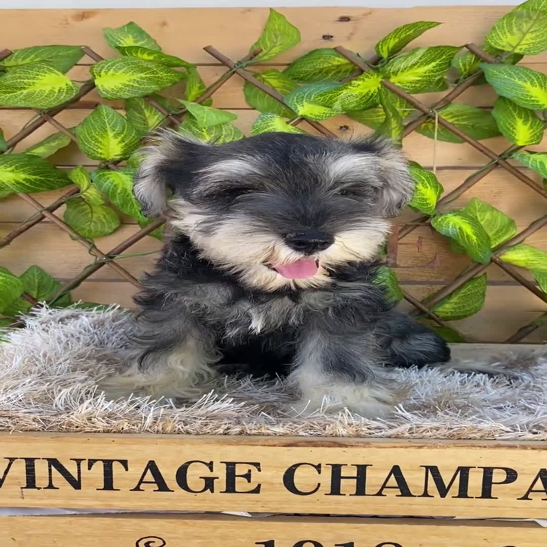 Schnauzer Miniatura perros en venta: Camada de Antía - Video 3