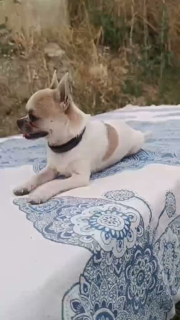 Chihuahua perros en venta: Chihuahua toy cabeza manzana - Video 1