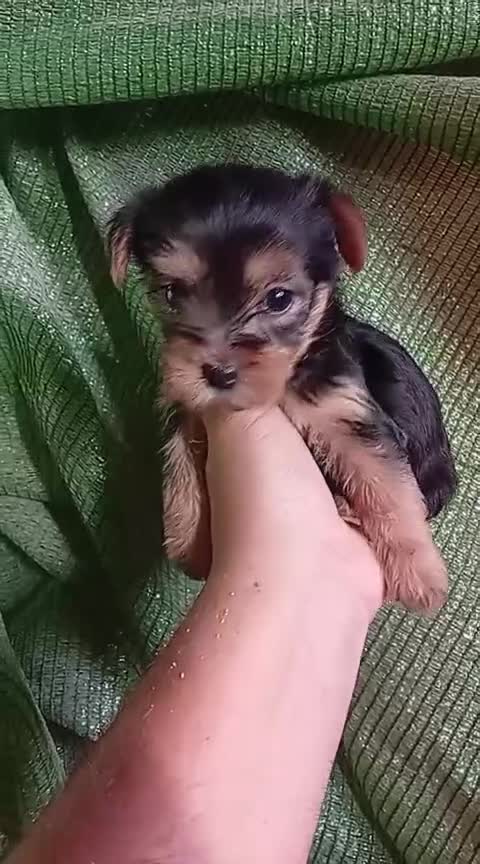 Yorkshire Terrier perros en venta: Cachorros yorkshire terrier  - Video 2