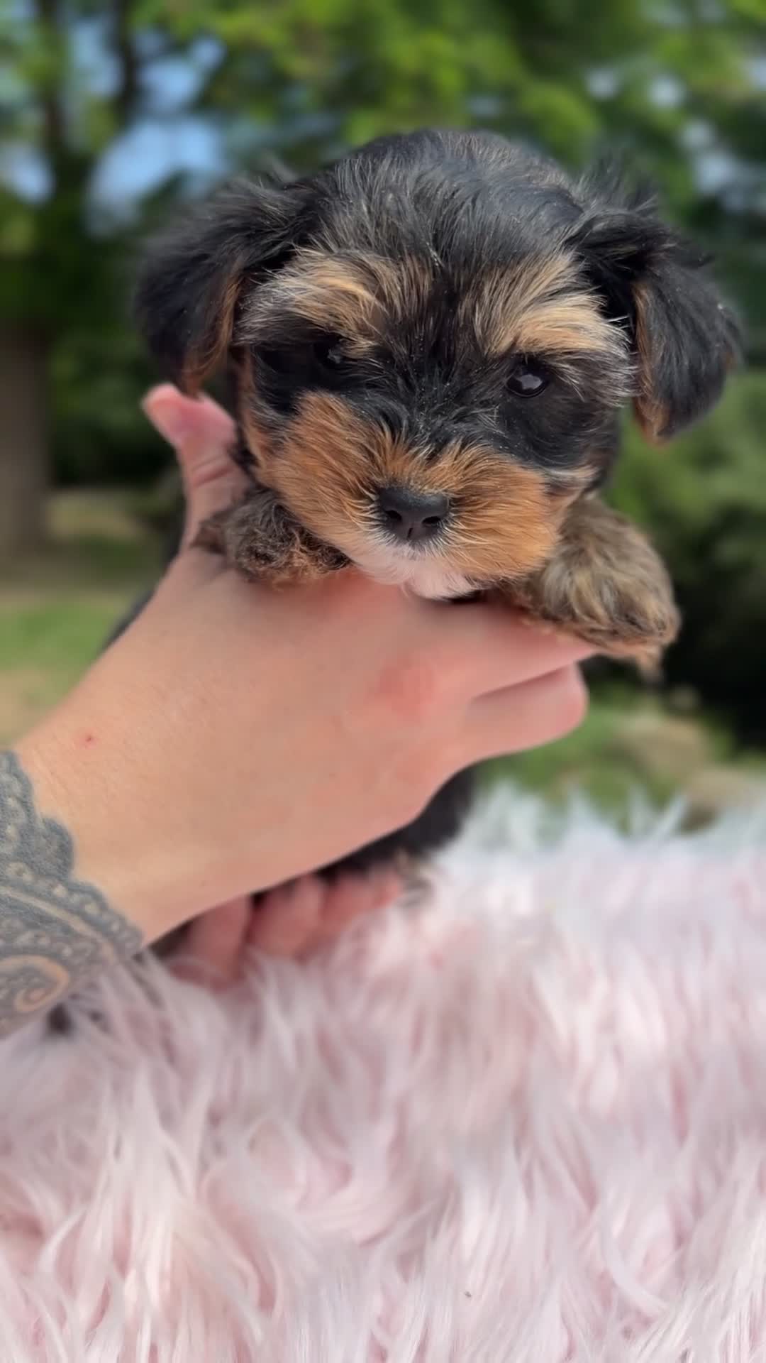 Yorkshire Terrier perros en venta: Yorki Toy hembra  - Video 1