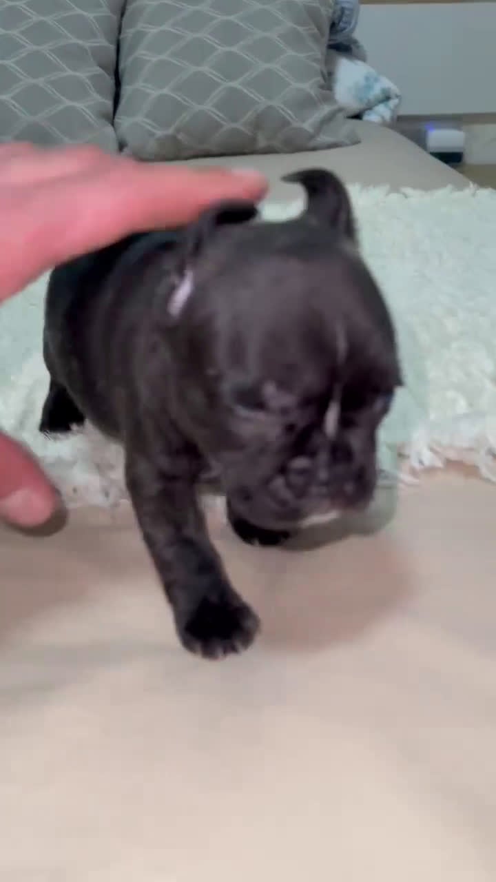 Bulldog Francés perros en venta: Bulldog francés Hembra negra atigrada preciosa - Video 1