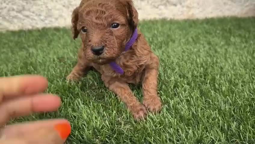 Caniche Toy perros en venta: Caniche Toy Rojo - Video 2