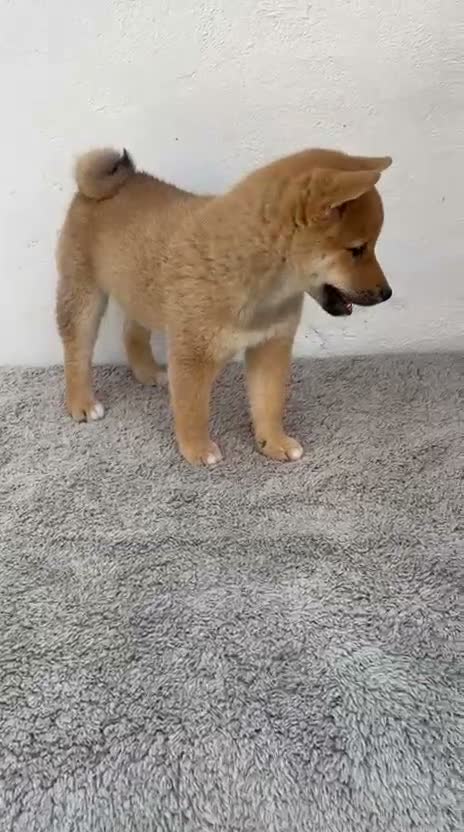 Shiba Inu perros en venta: Shiba Inu en Madrid - Video 1