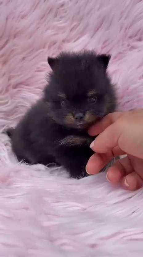 Pomerania perros en venta: Hembra pomerania 🐾 - Video 1