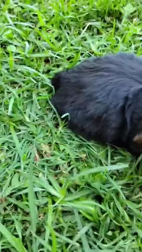 Yorkshire Terrier perros en venta: Yorkshire terrier machos  - Video 1