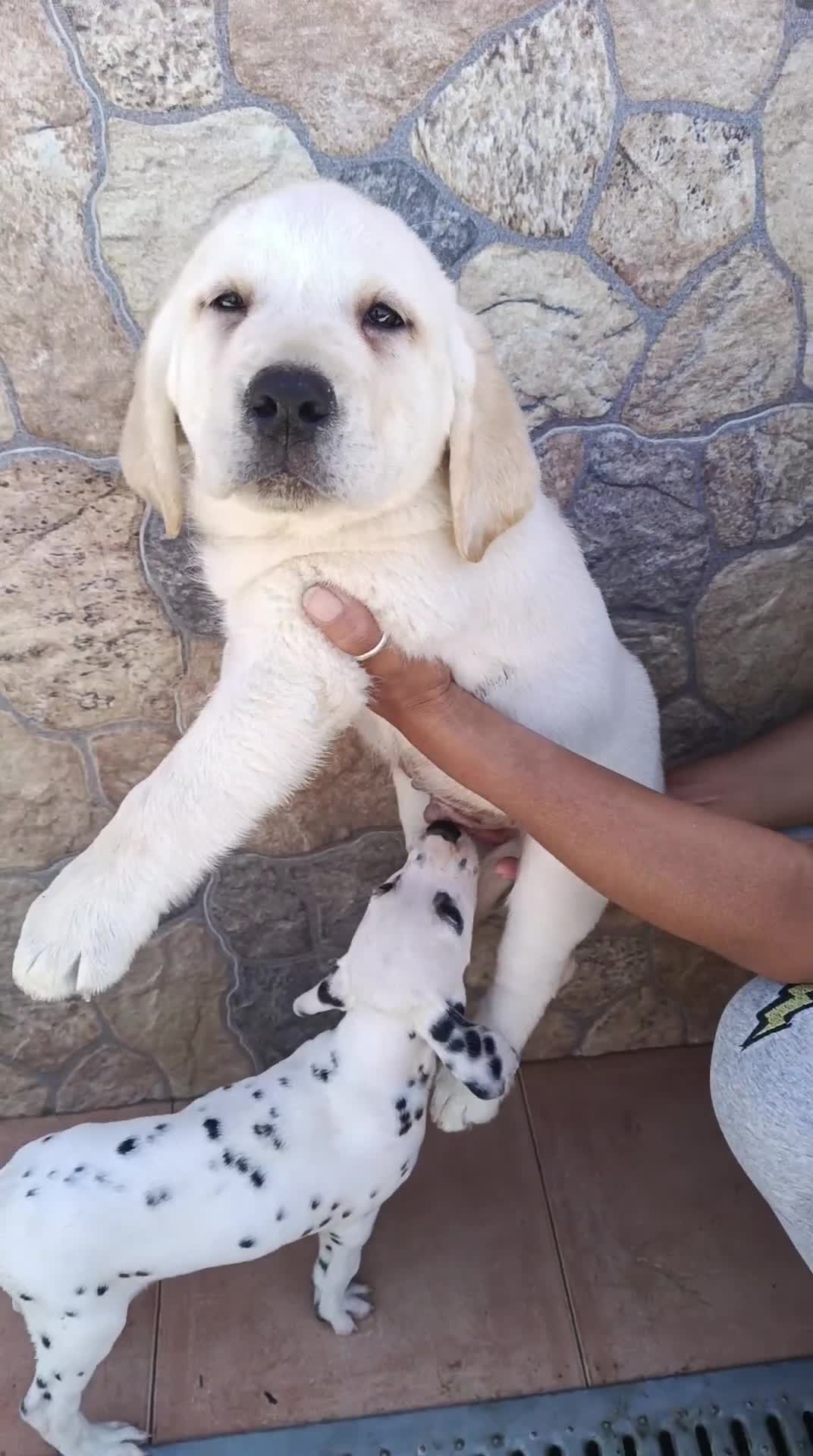 Labrador Retriever perros en venta: Hembra labrador retriever disponible  en Almería - Video 1