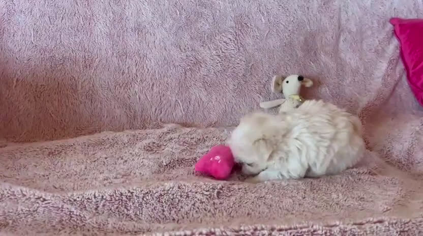 Bichón Maltés perros en venta: BICHÓN MALTÉS COREANO Mini - Video 1