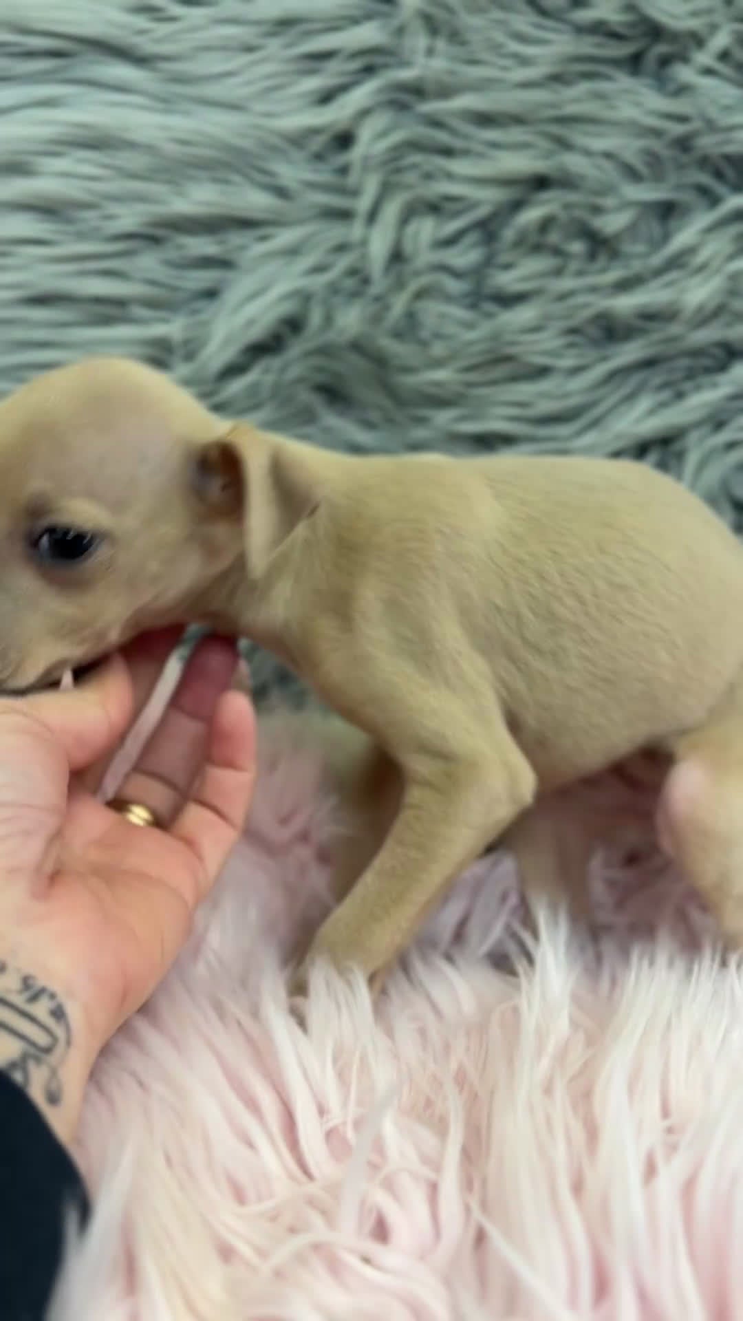 Pequeño Lebrel Italiano perros en venta: Piccolo Isabela diminuta  - Video 1