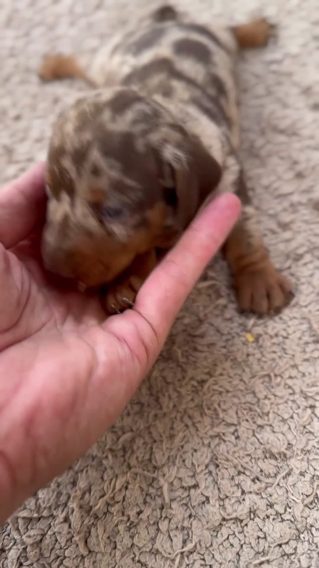 Teckel perros en venta: 🐾 🐾✨ Frisco, Calypso y Sunny ¡Pura elegancia! 🐾 - Video 1
