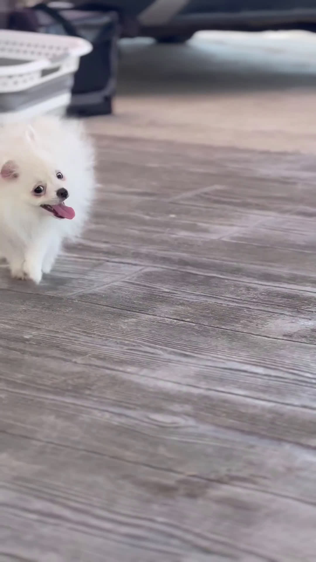 Pomerania perros en venta: 🧡 Cinco Pomerania, cinco personalidades únicas 🐾 - Video 2