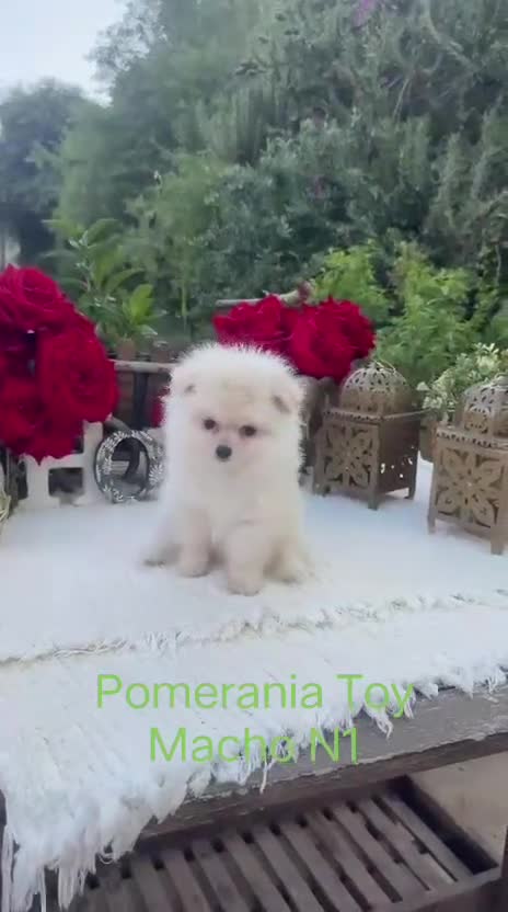 Pomerania perros en venta: Pomerania lulu Toy blanco macho super peludo  - Video 1