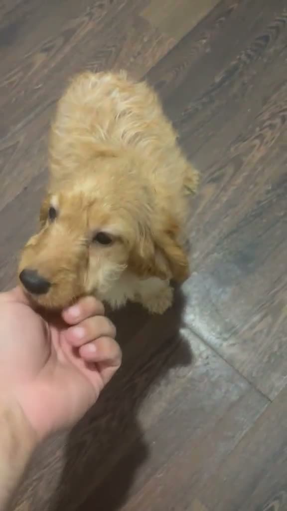 Cockapoo perros en venta: COCKAPOO HEMBRAS - Video 3