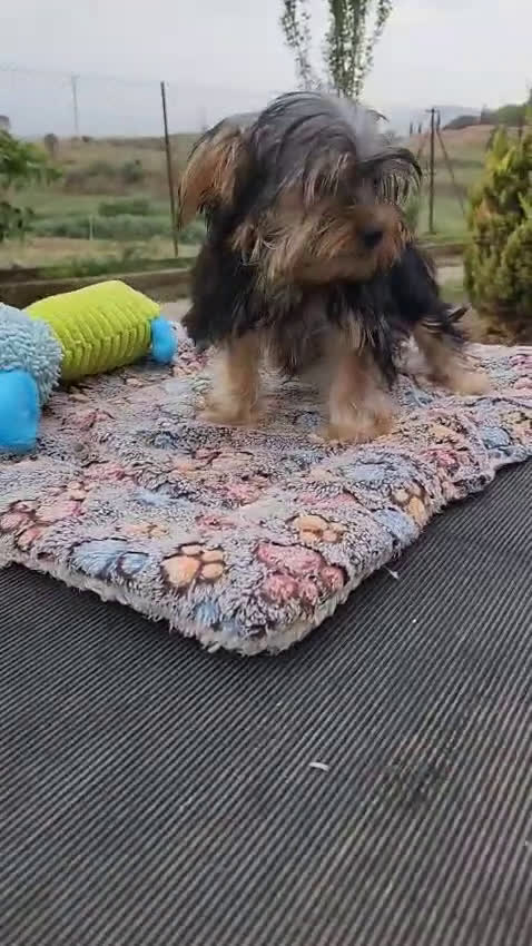 Yorkshire Terrier perros en venta: Yorki toy hembra  - Video 1