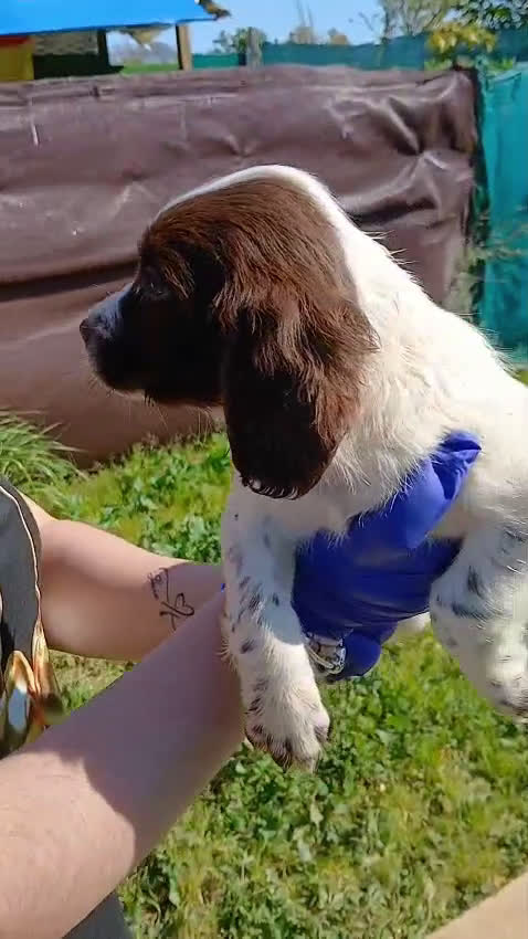 English Springer Spaniel perros en venta: Springer  - Video 1