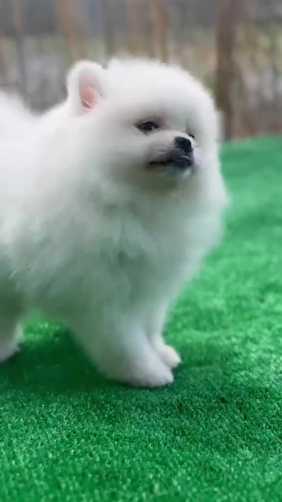 Pomerania perros en venta: POMERANIA - Video 5