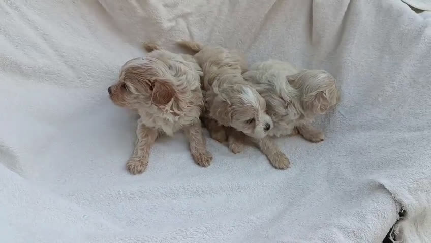 Maltipoo perros en venta: LINDA HEMBRITA MALTIPOO - Video 1