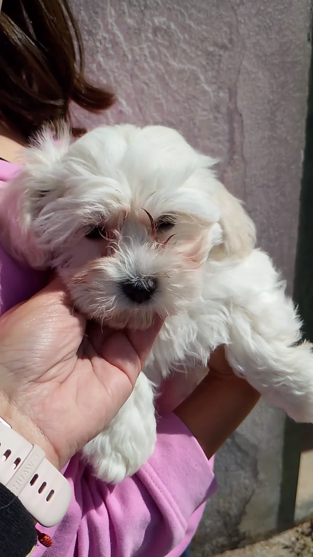 Maltipoo perros en venta: Maltipoo  - Video 1
