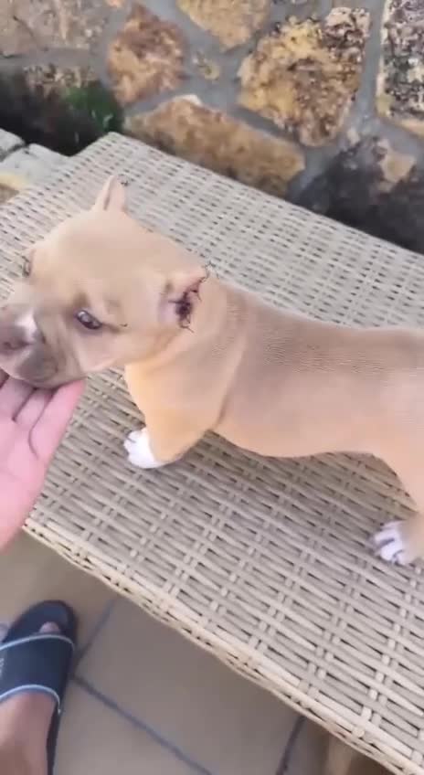 American Bully perros en venta: American Bully - Video 1
