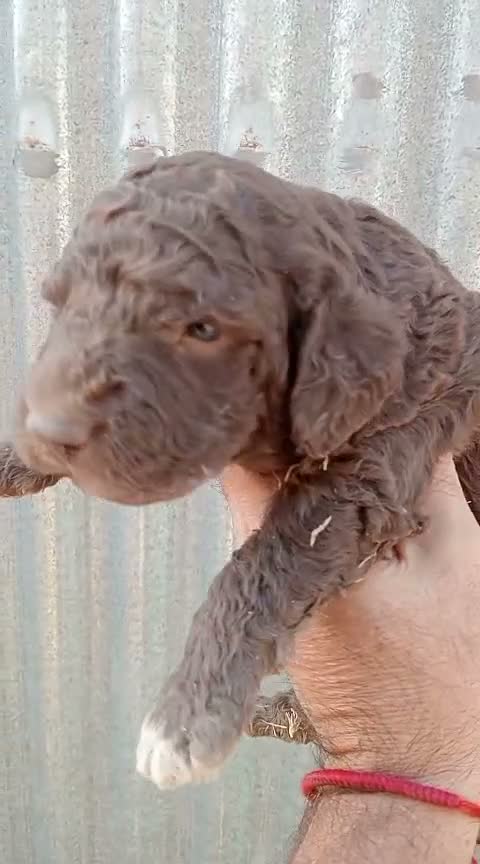 Perro de Agua Español perros en venta: Perros de agua  - Video 1