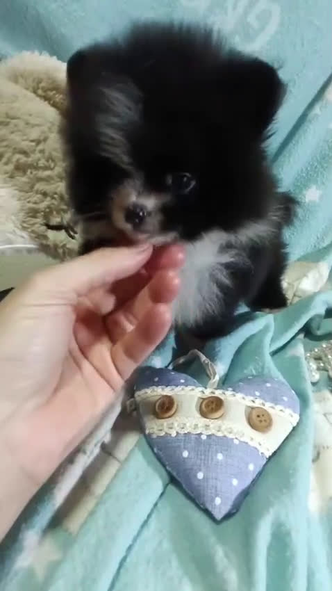 Pomerania perros en venta: ‼️POMERANIAS AMERICANOS TAMAÑO TOY  - Video 1