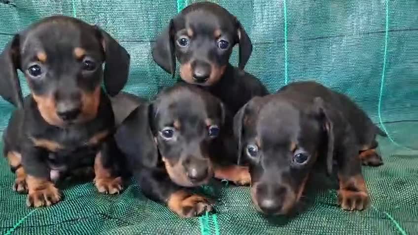 Teckel Miniatura perros en venta: Teckel mini - Video 1