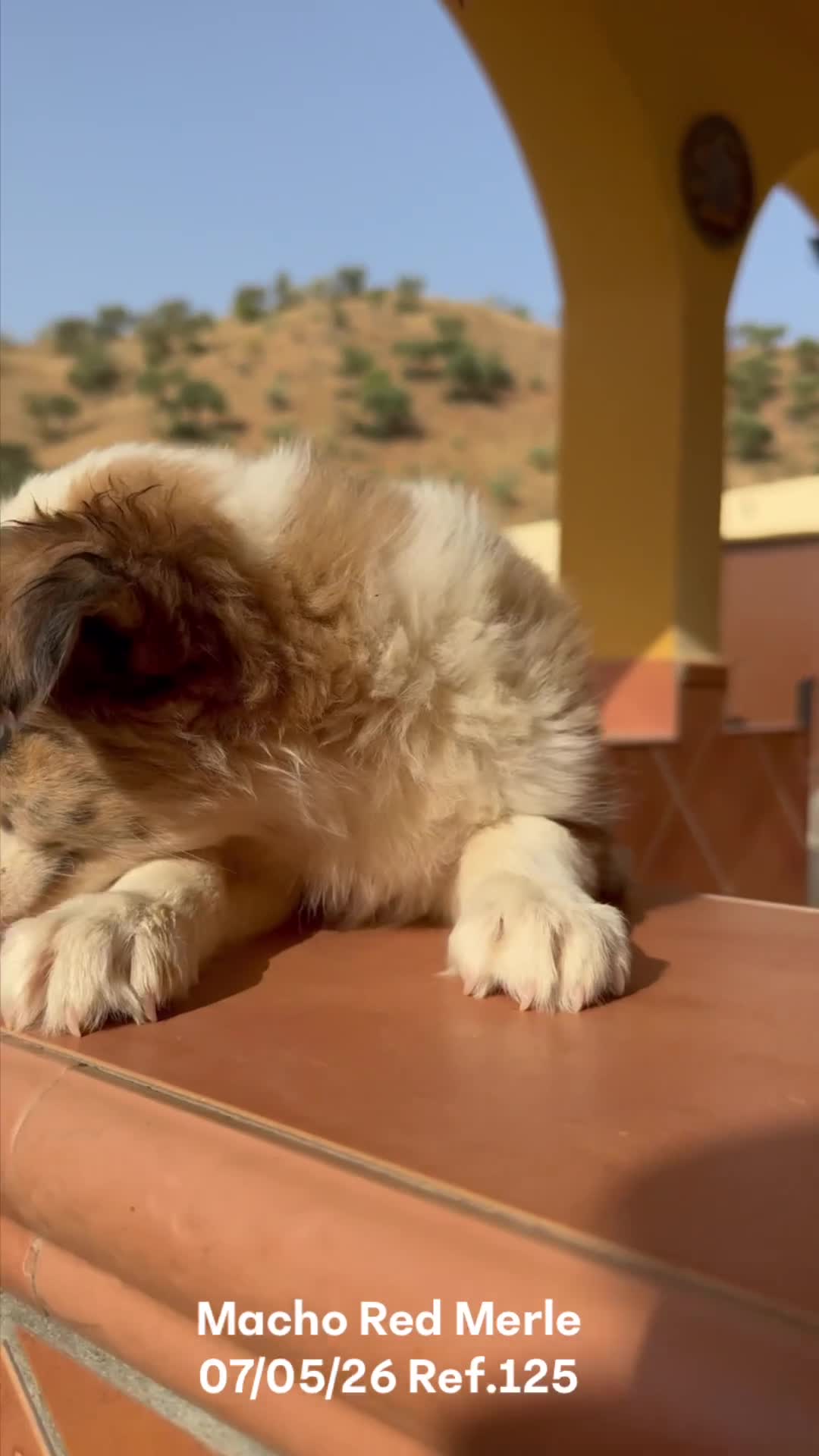 Border Collie perros en venta: Border Collie De Villa Biznaga - Video 1