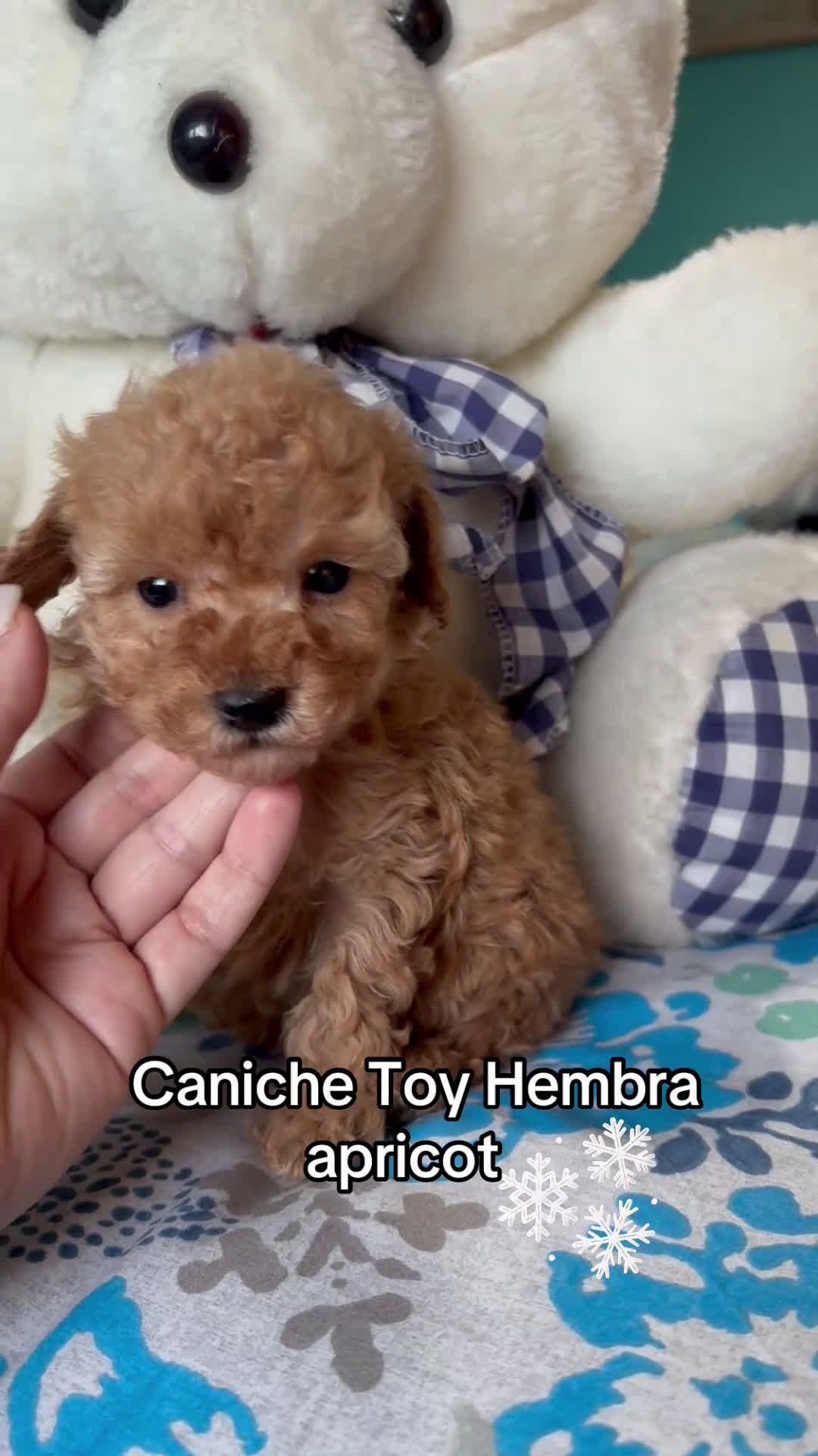 Caniche Toy perros en venta: Caniche Toy Apricot Hembra disponible  - Video 1