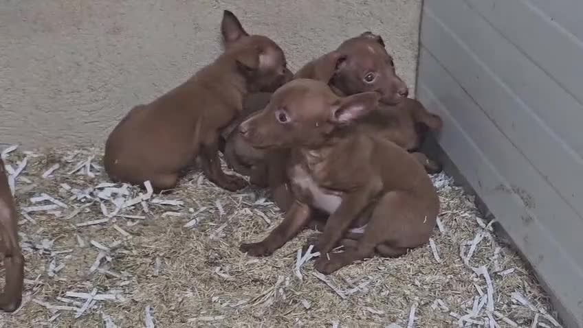 Podenco Andaluz perros en venta: Podenco Andaluz  - Video 1