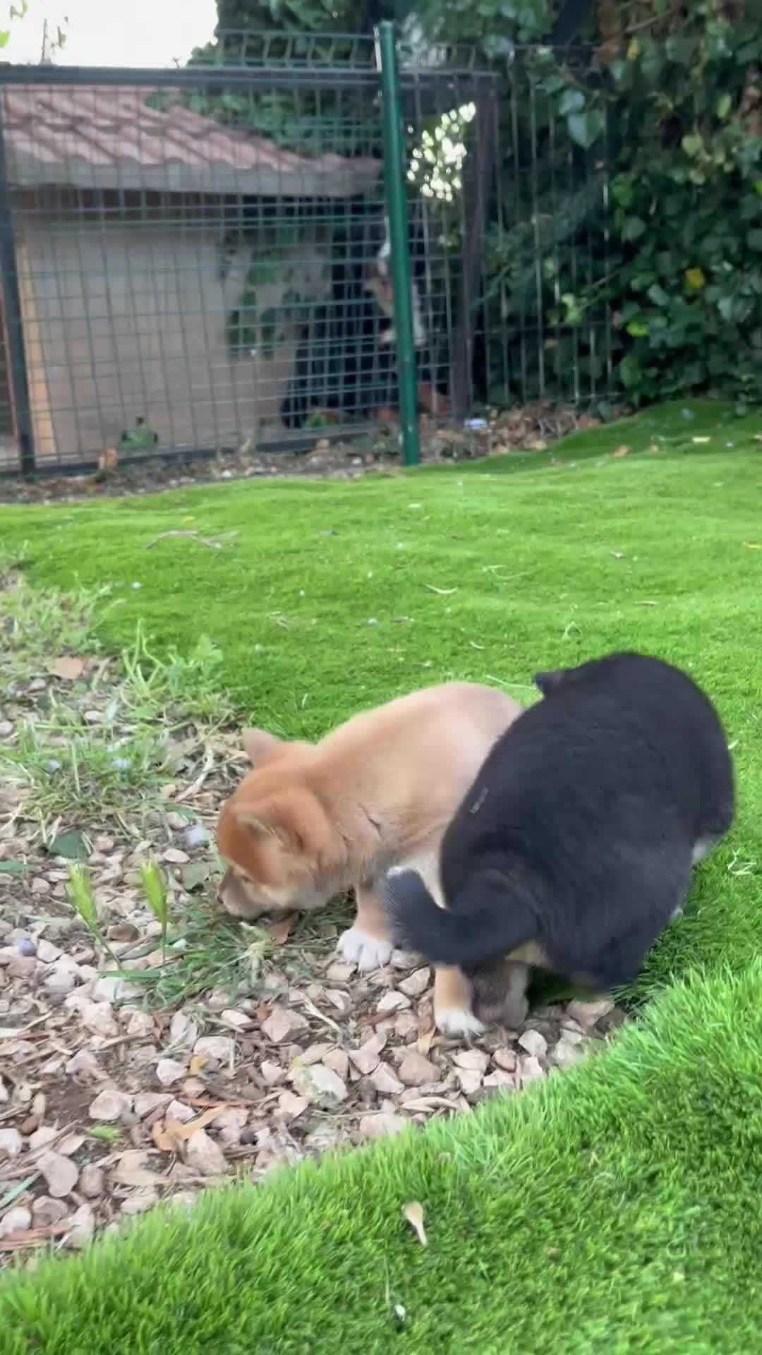 Shiba Inu perros en venta: Lindos Shiba inu en Tarragona y Barcelona 🦊✨ - Video 1
