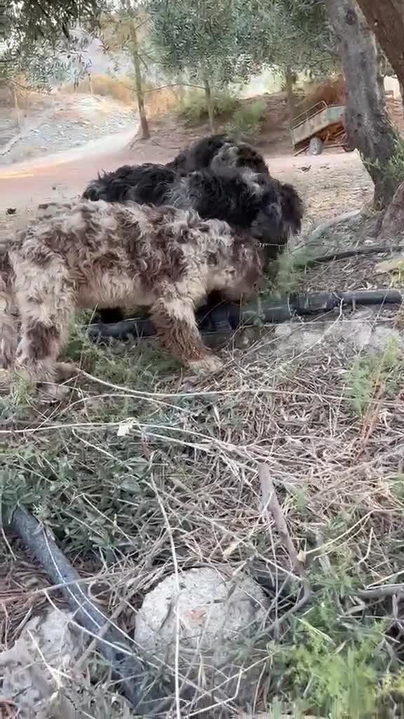 Perro de Agua Español perros en venta: PERRO DE AGUA ESPAÑOL - Video 1
