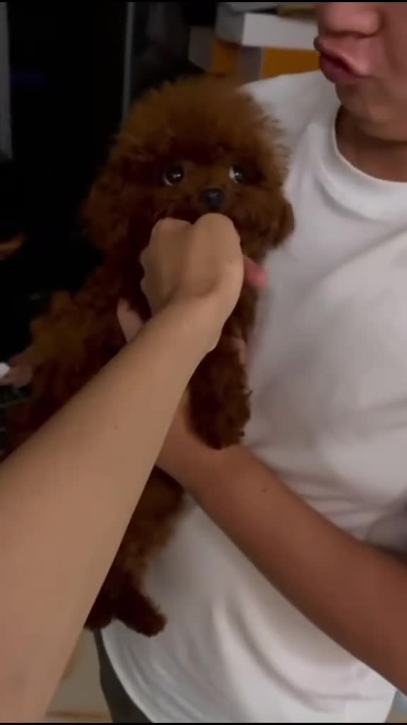 Caniche Toy perros en venta: Caniche Toy hembra rojo oscuro Líneas asiáticas   - Video 5