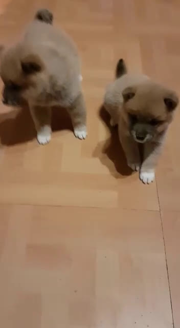 Shiba Inu perros en venta: SHIBA INU - Video 1
