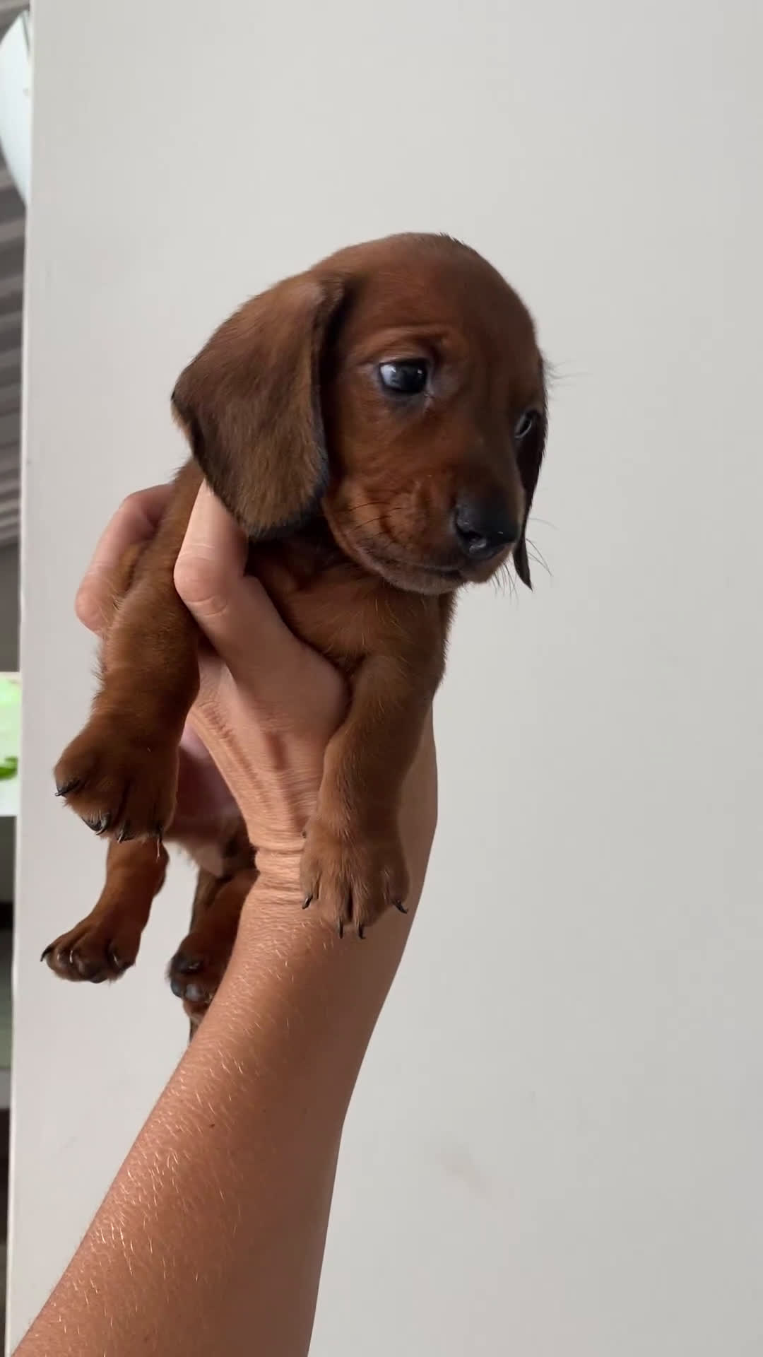 Teckel Miniatura perros en venta: Impresionantes Teckel miniatura  601144783 en Valencia - Video 4