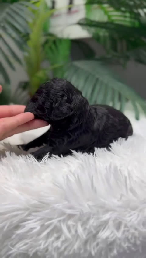 Caniche Toy perros en venta: CANICHE TOY - Video 1