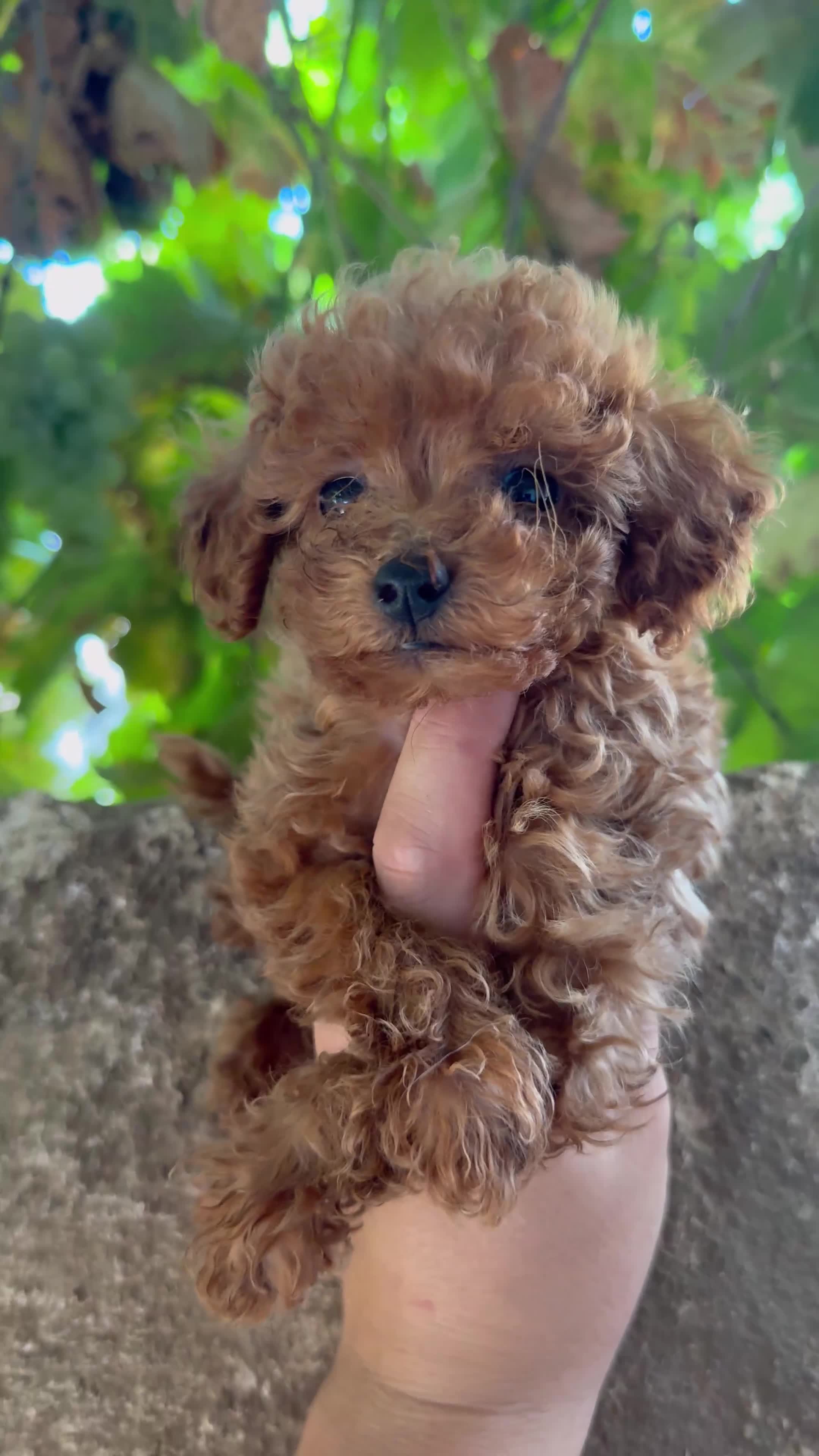 Caniche Toy perros en venta: Caniche toy - Video 1