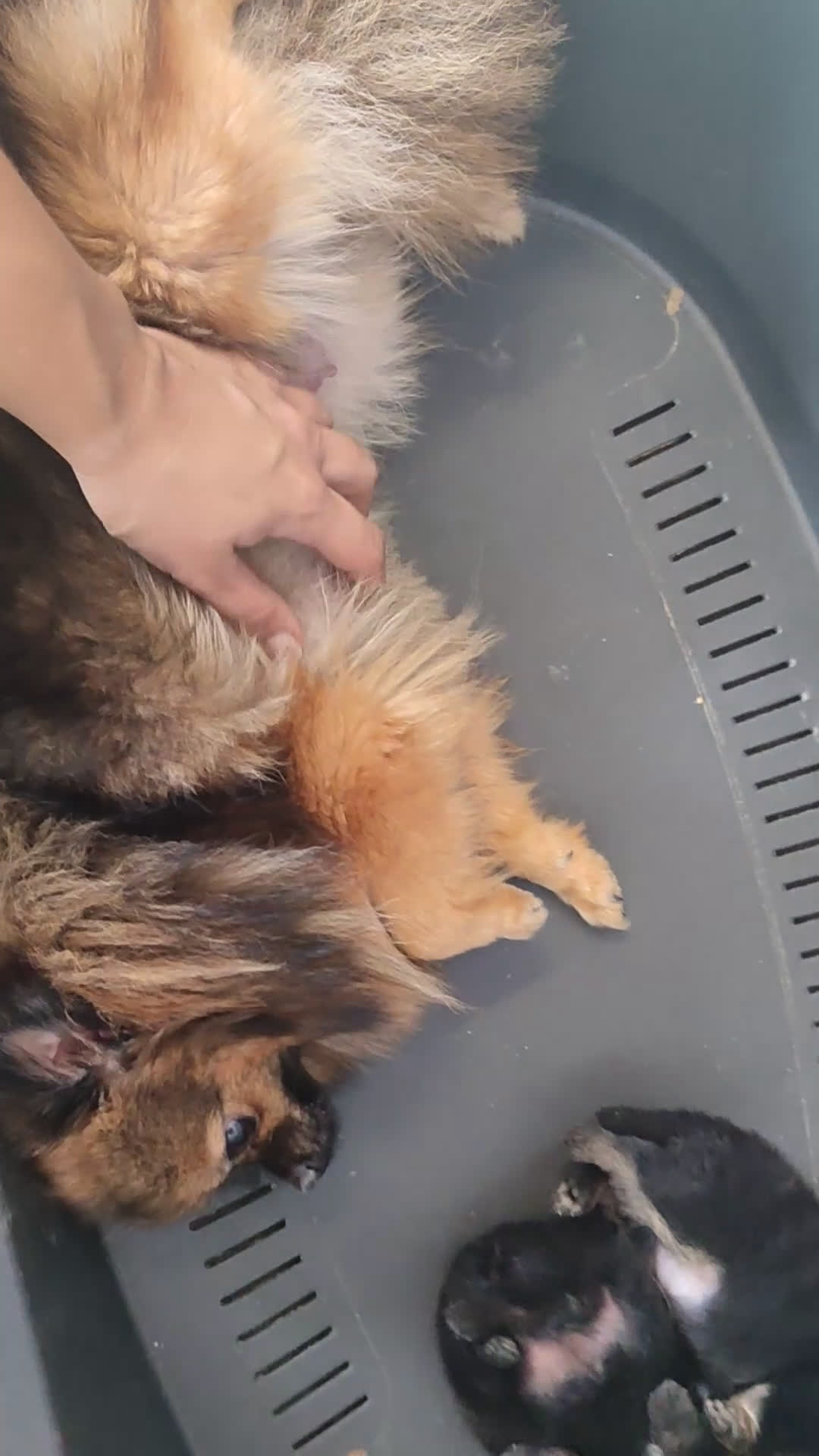 Pomerania perros en venta: Lulú de Pomerania cachorro - Video 4